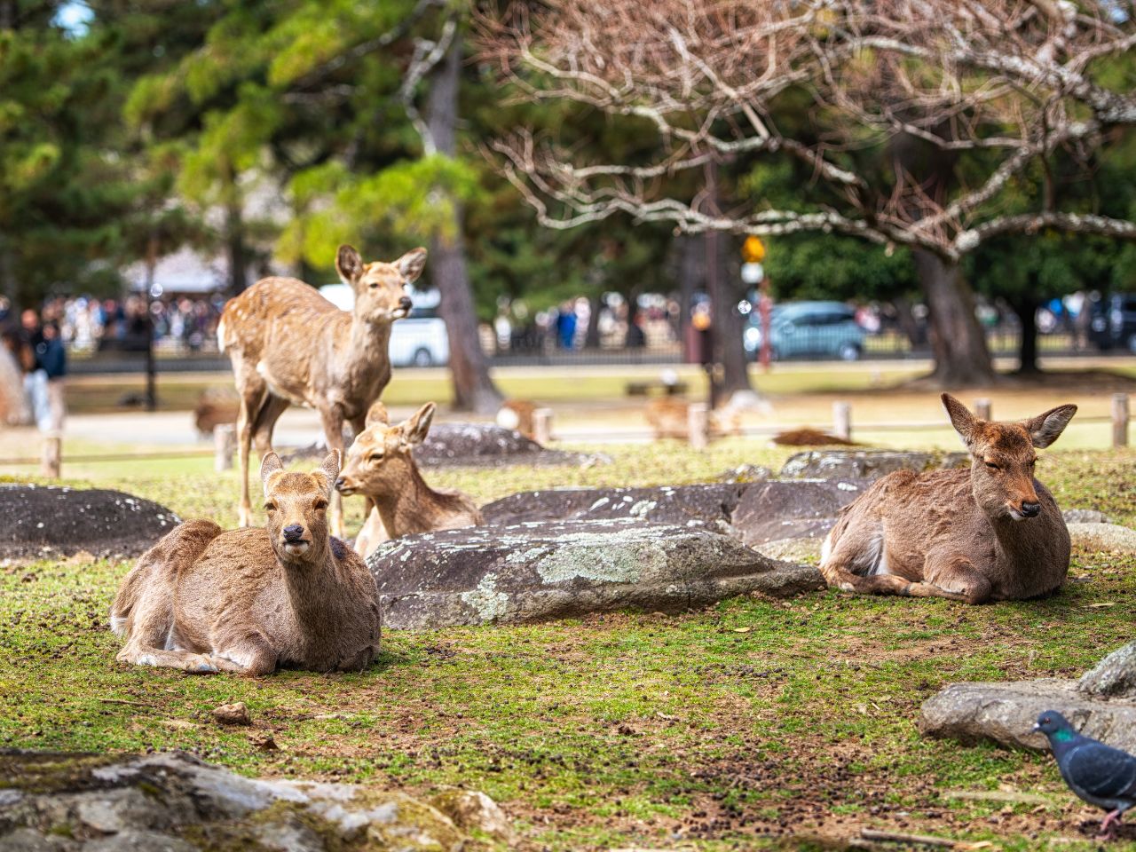 Nara
