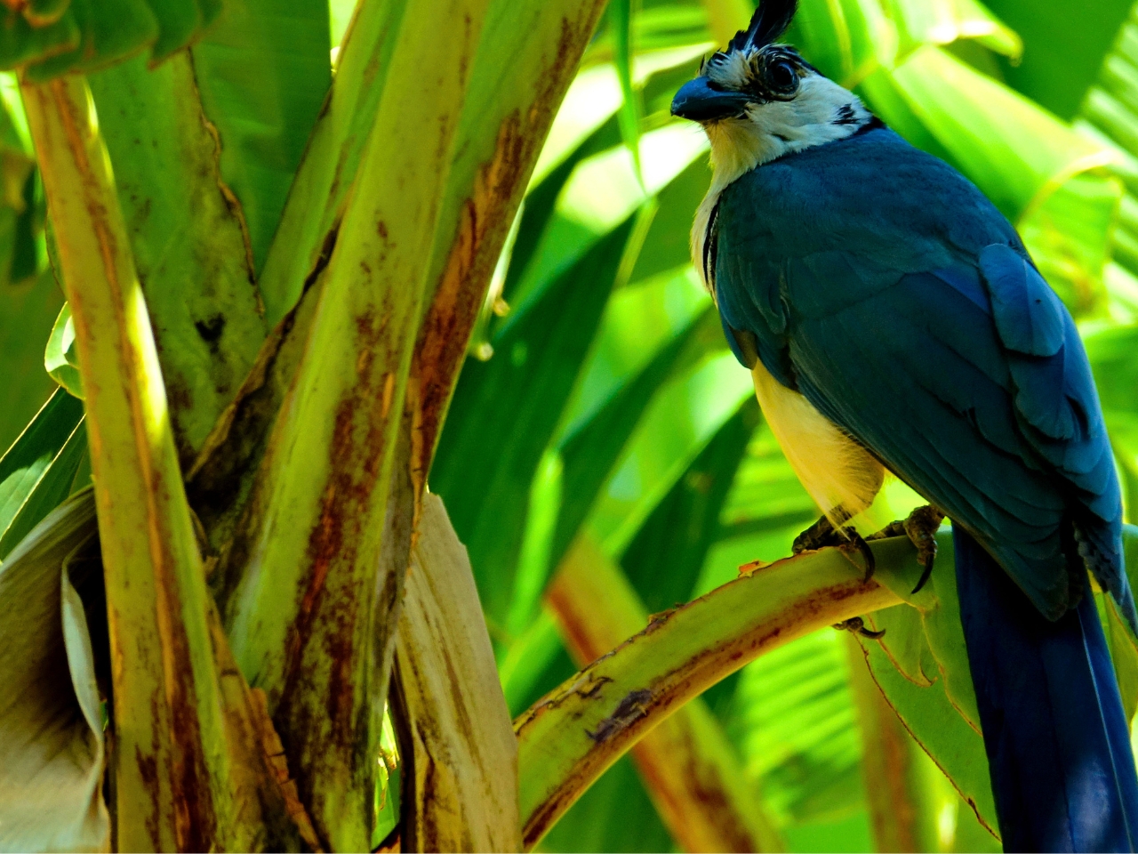 Nikaragua, fauna