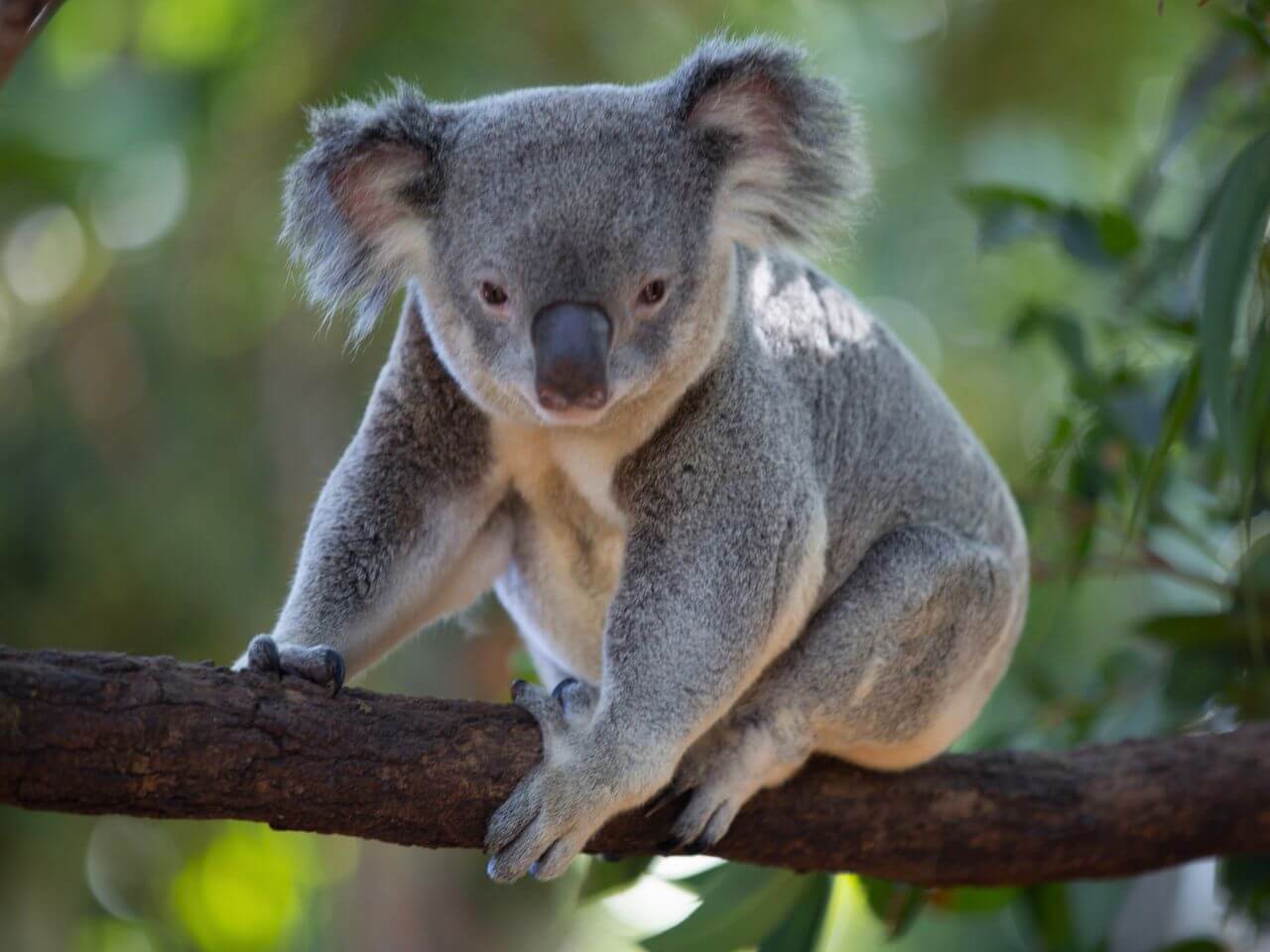 Koala