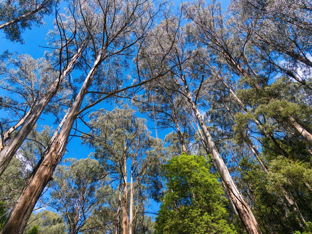Góry Dandenong