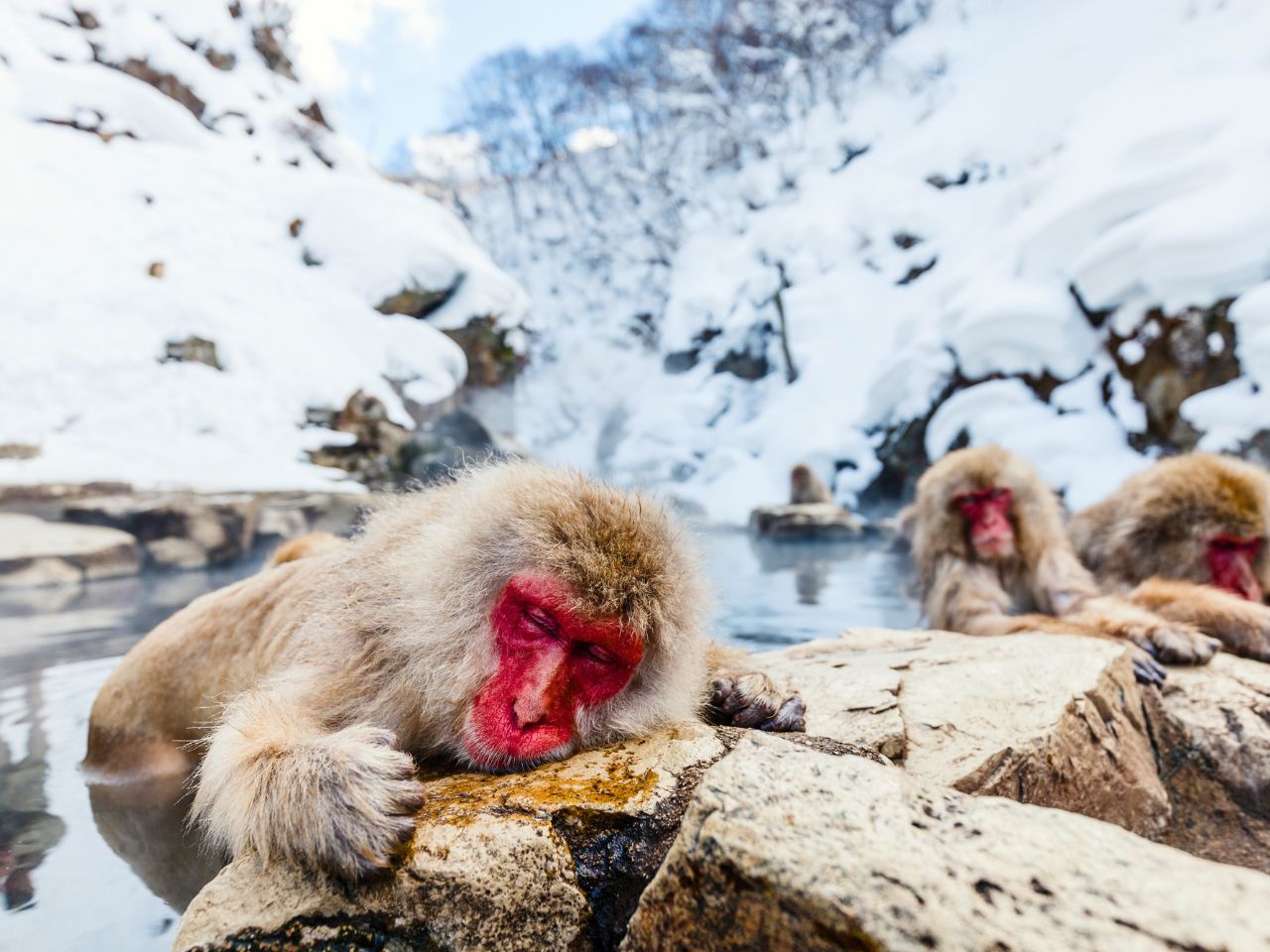 Makaki Japońskie, Nagano