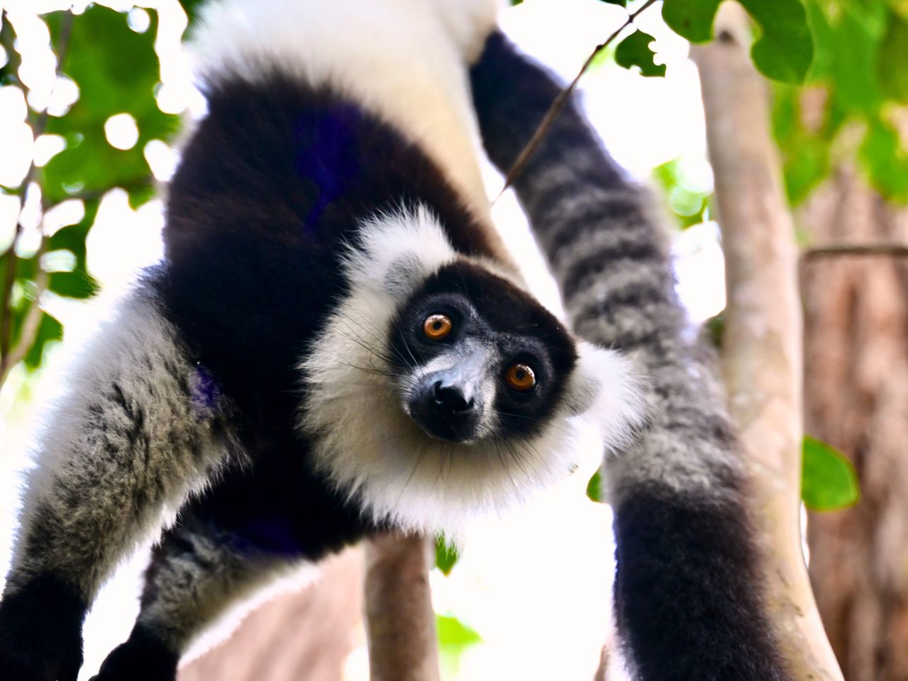 Pielgrzymka na Madagaskar śladami misji oblackich